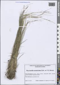 Puccinellia tenuissima (Litv. ex V.I.Krecz.) Pavlov, Siberia, Western Siberia (S1) (Russia)