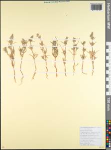 Petrosimonia brachiata (Pall.) Bunge, Caucasus, Krasnodar Krai & Adygea (K1a) (Russia)