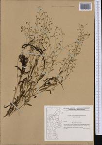 Myosotis laxa Lehm., Western Europe (EUR) (Denmark)
