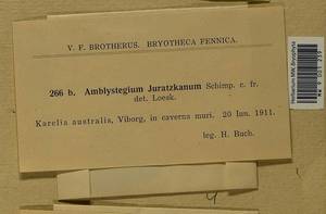 Amblystegium serpens (Hedw.) Schimp., Bryophytes, Bryophytes - Karelia, Leningrad & Murmansk Oblasts (B4) (Russia)