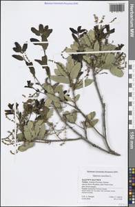 Quercus coccifera L., South Asia, South Asia (Asia outside ex-Soviet states and Mongolia) (ASIA) (Turkey)