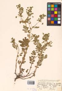 Potentilla supina L., Siberia, Russian Far East (S6) (Russia)