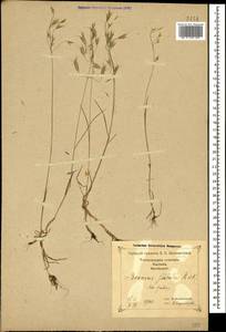 Bromus japonicus Houtt., Caucasus, Georgia (K4) (Georgia)