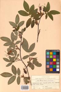 Rosa acicularis × davurica, Siberia, Russian Far East (S6) (Russia)