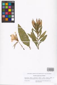 Oenothera glazioviana Micheli, Eastern Europe, Moscow region (E4a) (Russia)