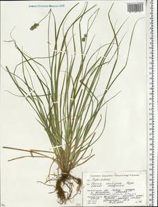Carex spicata subsp. spicata, Eastern Europe, Belarus (E3a) (Belarus)