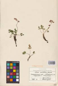 Mutellina adonidifolia (J. Gay) Gutermann, Eastern Europe, West Ukrainian region (E13) (Ukraine)