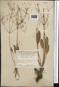 Alisma gramineum Lej., Middle Asia, Syr-Darian deserts & Kyzylkum (M7) (Kazakhstan)