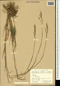 Cleistogenes serotina (L.) Keng, Crimea (KRYM) (Russia)