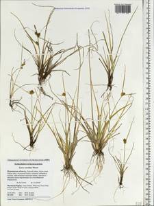 Carex oederi var. oederi, Eastern Europe, Northern region (E1) (Russia)