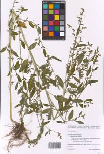 Chenopodium, Eastern Europe, Central forest-and-steppe region (E6) (Russia)