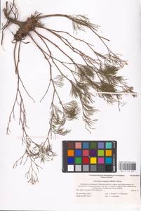 Limonium bellidifolium (Gouan) Dumort., Eastern Europe, Lower Volga region (E9) (Russia)