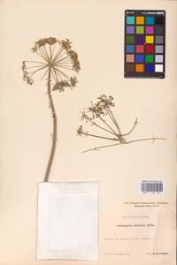 Angelica archangelica L., Eastern Europe, Central forest-and-steppe region (E6) (Russia)