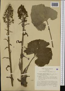 Petasites hybridus (L.) G. Gaertn., B. Mey. & Scherb., Western Europe (EUR) (Italy)