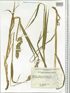 Phalaris arundinacea L., Siberia, Russian Far East (S6) (Russia)