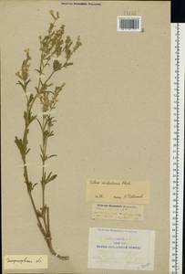 Silene dichotoma Ehrh., Eastern Europe, South Ukrainian region (E12) (Ukraine)
