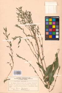 Lactuca serriola L., Eastern Europe, Moscow region (E4a) (Russia)