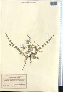 Astragalus flexus Fisch., Middle Asia, Syr-Darian deserts & Kyzylkum (M7) (Uzbekistan)