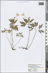 Anemone altaica Fisch. ex C. A. Mey., Eastern Europe, Middle Volga region (E8) (Russia)