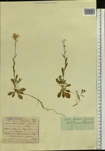 Arabis caucasica Willd., Eastern Europe, Moscow region (E4a) (Russia)
