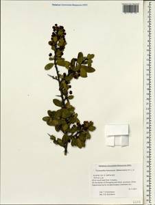 Pyracantha fortuneana (Maxim.) H. L. Li, South Asia, South Asia (Asia outside ex-Soviet states and Mongolia) (ASIA) (China)