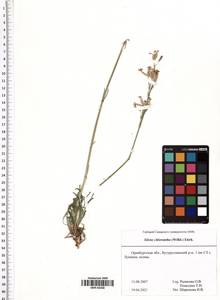 Silene chlorantha (Willd.) Ehrh., Eastern Europe, Eastern region (E10) (Russia)