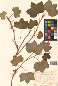 Ribes procumbens Pall., Siberia, Russian Far East (S6) (Russia)