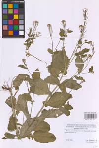 Barbarea stricta Andrz., Eastern Europe, Moscow region (E4a) (Russia)