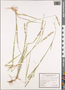 Elymus repens subsp. elongatiformis (Drobow) Melderis, South Asia, South Asia (Asia outside ex-Soviet states and Mongolia) (ASIA) (Iran)