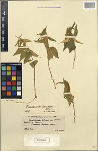 Vincetoxicum hirundinaria subsp. hirundinaria, Eastern Europe, Lower Volga region (E9) (Russia)