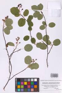 Amelanchier × spicata (Lam.) K.Koch, Eastern Europe, Moscow region (E4a) (Russia)