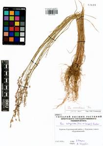 Poa urssulensis Trin., Siberia, Baikal & Transbaikal region (S4) (Russia)