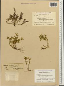 Sedum hispanicum L., Caucasus, North Ossetia, Ingushetia & Chechnya (K1c) (Russia)