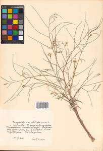 Sisymbrium altissimum L., Eastern Europe, Moscow region (E4a) (Russia)