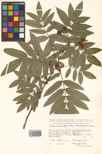 Sorbus sambucifolia (Cham. & Schltdl.) M. Roem., Siberia, Russian Far East (S6) (Russia)