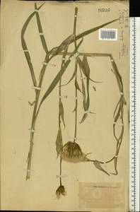 Tragopogon, Eastern Europe, Eastern region (E10) (Russia)