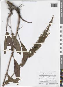 Rumex crispus L., Caucasus, Black Sea Shore (from Novorossiysk to Adler) (K3) (Russia)