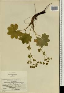 Alchemilla conglobata H. Lindb., Eastern Europe, Moscow region (E4a) (Russia)