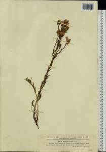 Hypericum elegans Steph. ex Willd., Eastern Europe, Moldova (E13a) (Moldova)
