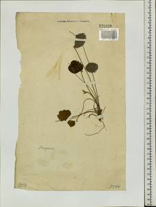 Fragaria, Siberia (no precise locality) (S0) (Russia)