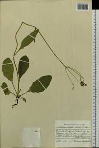 Hieracium taigense Schischk. & Serg., Siberia, Western Siberia (S1) (Russia)