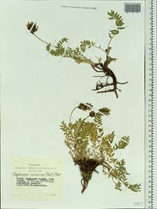 Oxytropis altaica (Pall.)Pers., Siberia, Altai & Sayany Mountains (S2) (Russia)