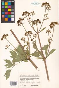 Levisticum officinale Koch, Eastern Europe, Moscow region (E4a) (Russia)