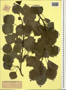 Populus tremula L., Caucasus, Dagestan (K2) (Russia)