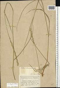 Thinopyrum elongatum (Host) D.R.Dewey, Eastern Europe, Central region (E4) (Russia)