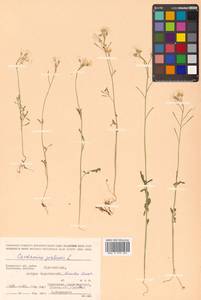 Cardamine pratensis L., Siberia, Chukotka & Kamchatka (S7) (Russia)