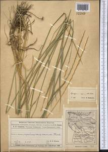 Elymus repens (L.) Gould, Middle Asia, Muyunkumy, Balkhash & Betpak-Dala (M9) (Kazakhstan)