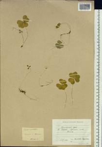 Oxalis acetosella L., Siberia, Russian Far East (S6) (Russia)