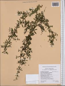 Galium spurium subsp. spurium, Western Europe (EUR) (United Kingdom)