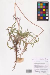 Jurinea arachnoidea Bunge, Eastern Europe, Lower Volga region (E9) (Russia)